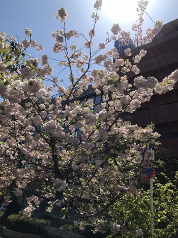 校舎前桜.jpg