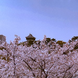 桜と城.jpg