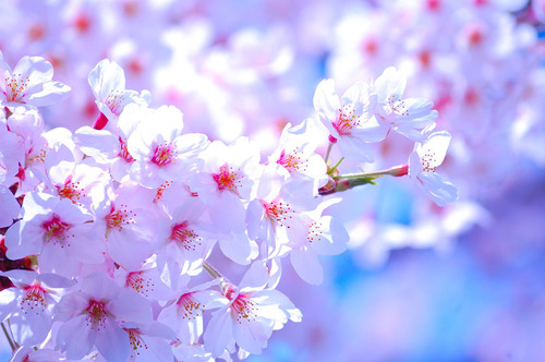 【高知】 ☆★桜の開花★☆
