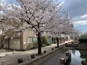 【高知】校舎裏公園の桜♪