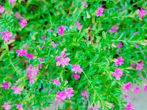 ピンクの花.jpgのサムネイル画像