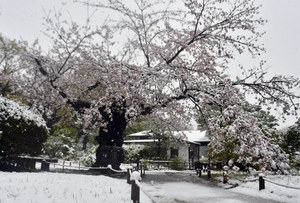 雪と桜 .jpg