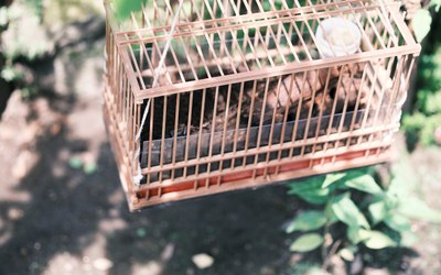 飼育環境を科学する　ケージデザイン！
