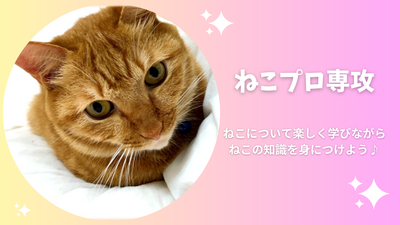 5/30（金）【仙台】新規開講！ねこプロ専攻の授業を体験してみよう🐈