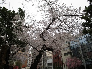 【秋葉原】さくら☆満開です（＊＊）／