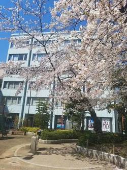 【秋葉原】校舎の目の前には桜の木✿
