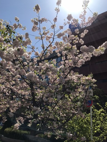 【秋葉原】校舎前には牡丹桜✿