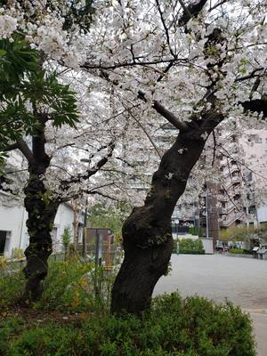 【秋葉原】学校の目の前は公園です✿