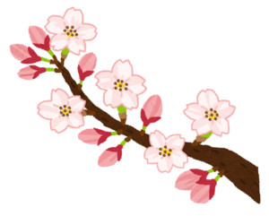 sakura.png