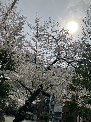 【秋葉原東】🌸桜が咲いていました🌸新入生の皆さんお待ちしています！！