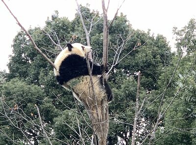 【秋葉原】校外実習に行ってきました＠上野動物園