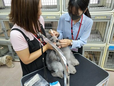 【秋葉原】昨日はモフモフなワンちゃん🐶に癒されました✨