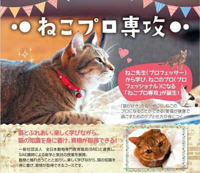 【秋葉原】✨✨2024年度開講予定✨✨　　😸😸ねこプロ😸😸