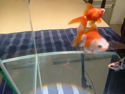 【秋葉原】アクア専攻って・・・？？🐟　8/2（土）体験授業のお知らせ📣