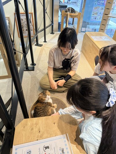【秋葉原】ねこプロ専攻校外学習🐱ねこカフェに行きました🐈