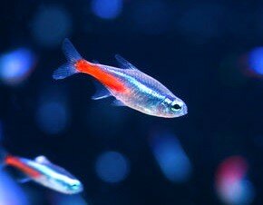 【秋葉原】～『アクア専攻』～新たにお友達（ネオンテトラ）をお迎えします～