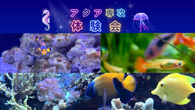 【秋葉原】「お魚や海や川に住む生き物が大好き！🐟」な人集まれー！！アクア専攻体験会✨