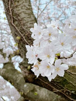 【福岡天神】もうすぐ入学式！桜も満開！