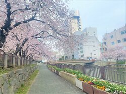 【福岡】春いっぱい🌸