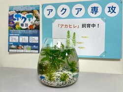 【福岡】学習センターの癒し担当🐟🐠💚