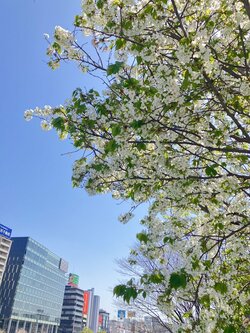 【福岡】今日から新年度🌸