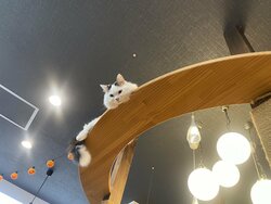   【福岡】２０２４年度「ねこプロ」🐈授業スタートしました！！