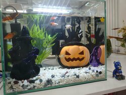 【福岡】ハロウィーン仕様🎃　そして、新しい仲間🐠