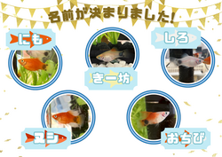 【福岡】命名しました！🐟🐟🐟🐟🐟