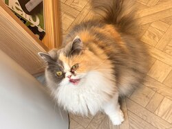 【福岡】猫カフェ🐈