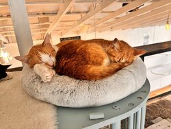 【福岡】猫カフェ😸