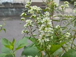 line_oa_chat_260622_113635.jpg