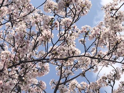 【福山】満開の桜☆