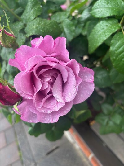 IMG_6559 (1).jpeg