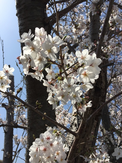 【浜松】桜★★