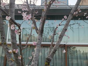 【浜松】１１月なのに桜が咲いている？？