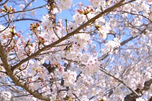 錦帯橋　桜.jpg