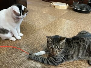 【広島】ねこカフェ🐱②～専門授業の様子～