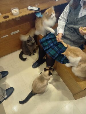 【広島】ねこカフェへGO🐱➀