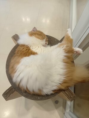 【広島】ねこカフェへGO🐈➁