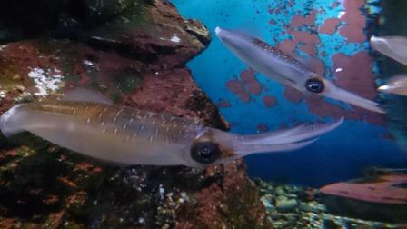 水族館・・楽しかった・・うまし！？