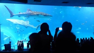 美ら海水族館