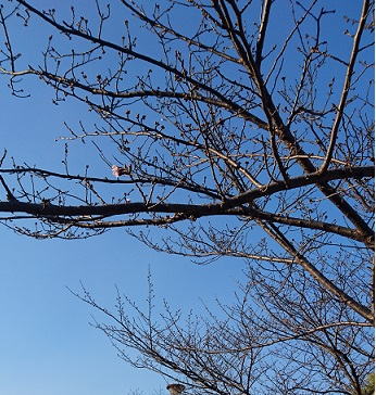 ３月桜の木②.jpg