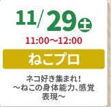 11月29日（土）ねこプロ専攻体験会