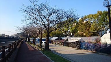 桜の開花！