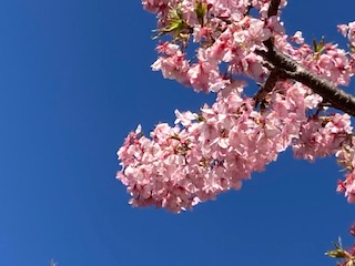 【鹿児島】学習の成果が少しずつ実を結び花が咲く