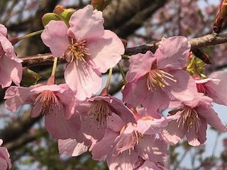 【鹿児島】お問合せの方へ～3/12卒業式につきまして