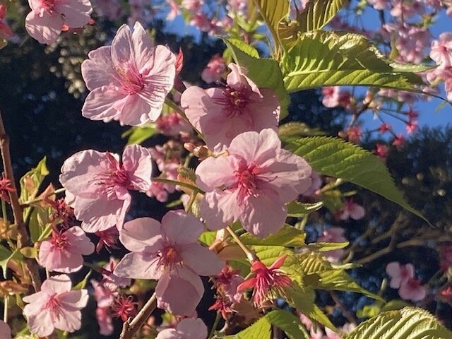 【鹿児島】ちくちく、今日は、「３代目」をつくりました！🤗