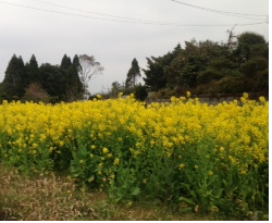 入学式がまちどおしい～春がやってきた～