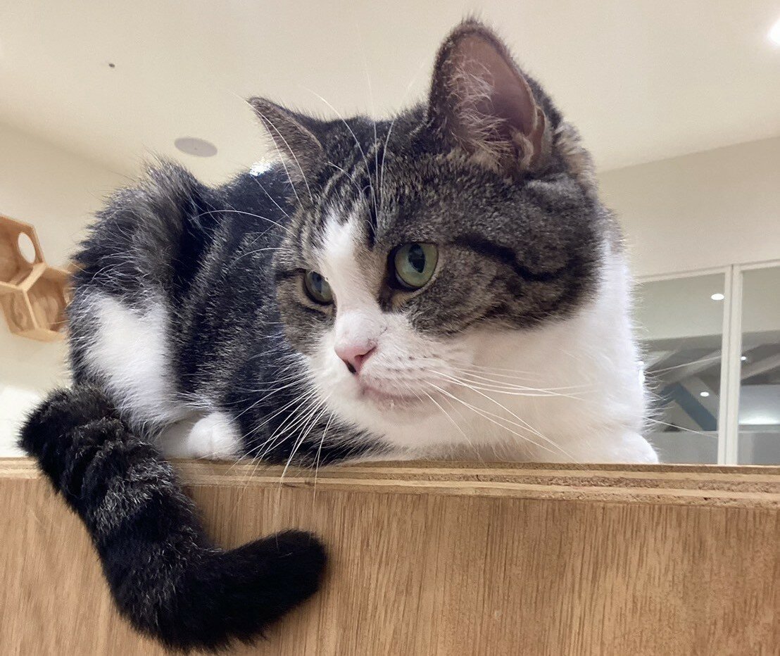 LINE_ALBUM_20260729 ?猫カフェ(@セブンパークアリオ柏)_260729_1.jpg