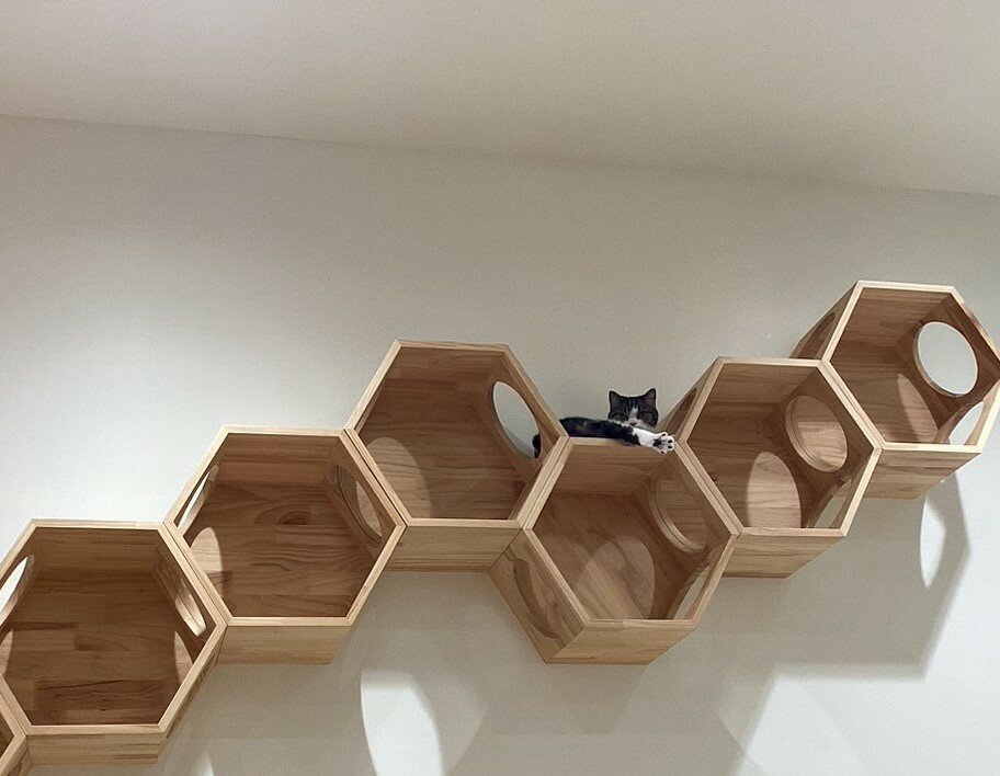 LINE_ALBUM_20260729 ?猫カフェ(@セブンパークアリオ柏)_260729_9.jpg